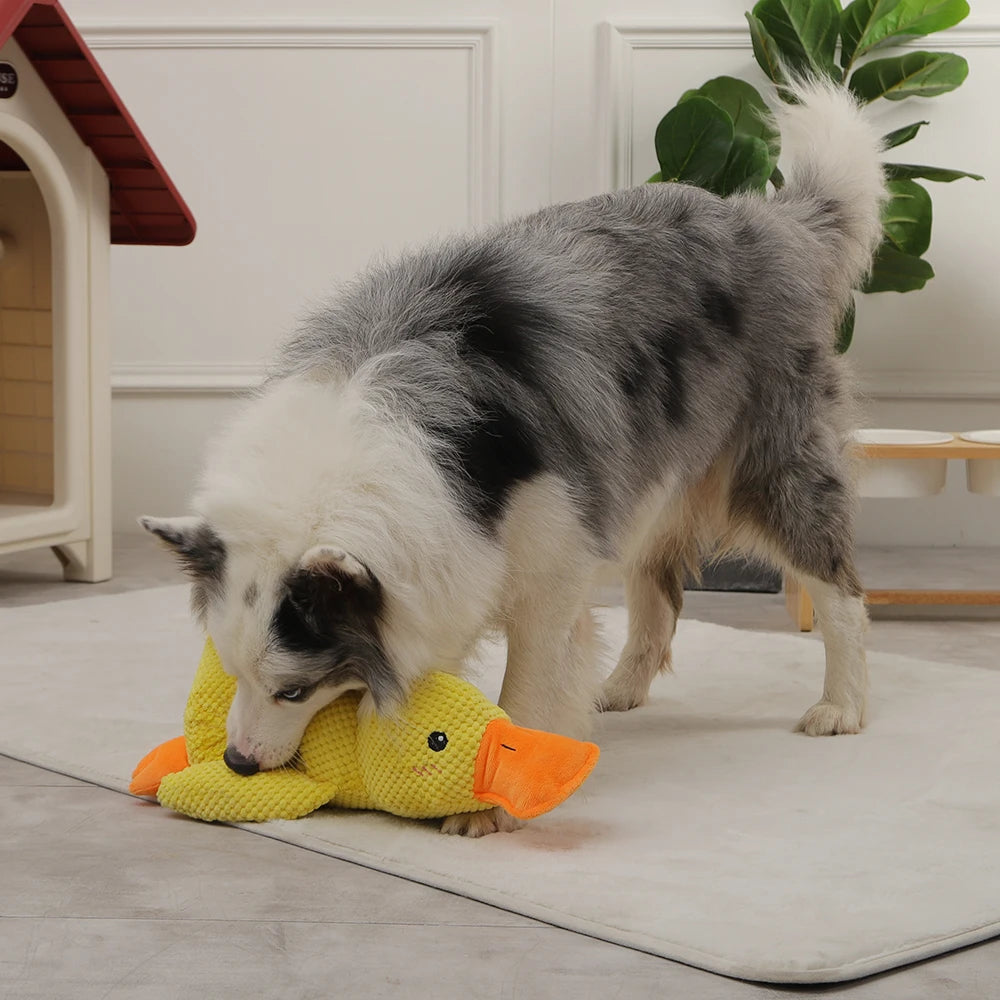 Dog Playing Duck Toy Duck Active Sounding