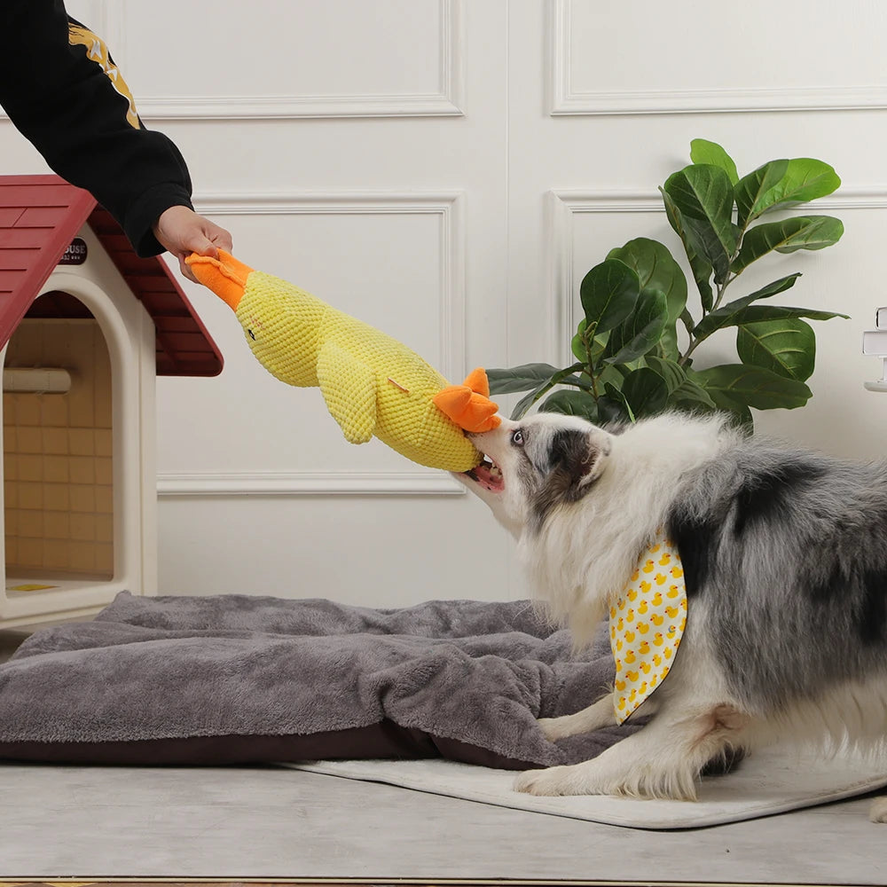 Dog Playing Duck Toy Duck Active Sounding